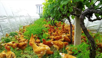 春季林下養雞如何管理？夏季如何保障林下養雞高產？
